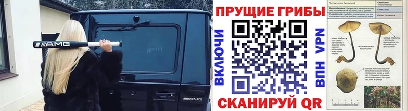 МЕГА сайт  купить наркотик  Махачкала  Псилоцибиновые грибы Psilocybe 